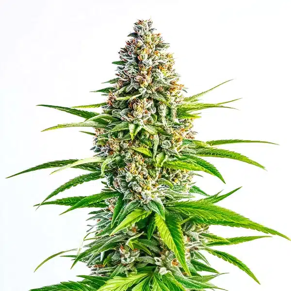 Cinderella 99 x Lemon Pie – Blimburn Seeds