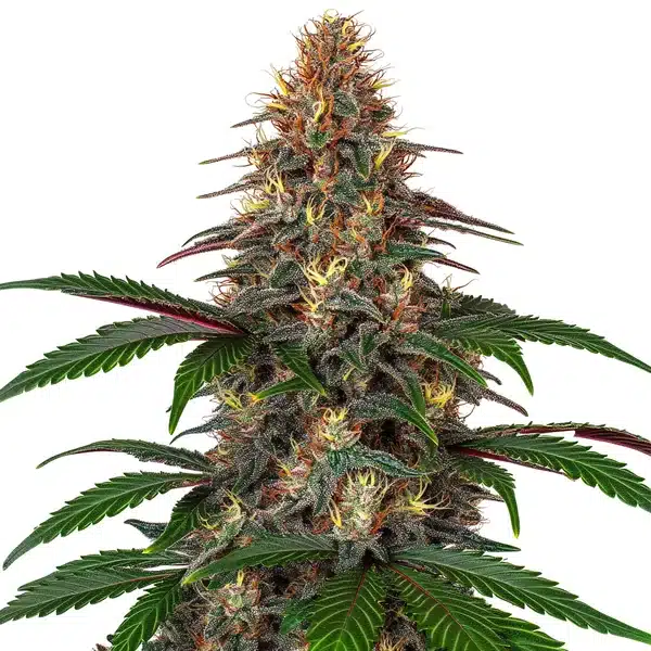 Cinderella 99 x Somango – Blimburn Seeds