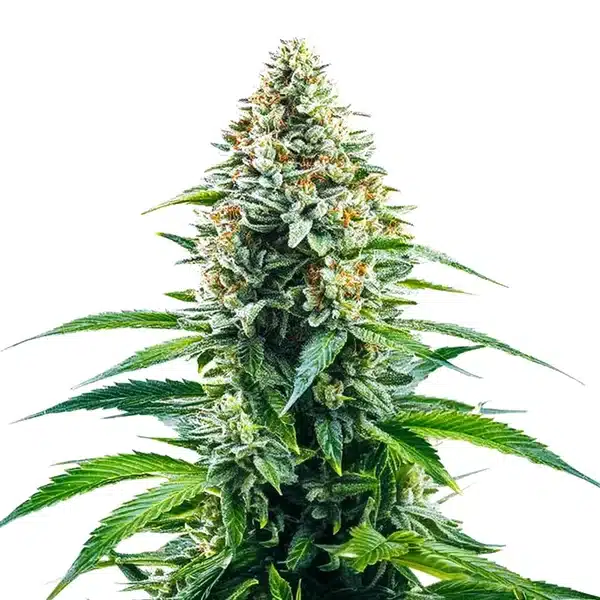 Cinderella 99 x Tangilope – Blimburn Seeds
