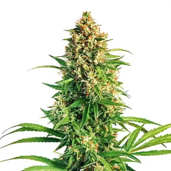 Cinderella 99 x Taskenti – Blimburn Seeds