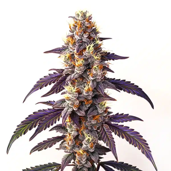Cinderella99 x Blueberry Fast Version – Blimburn Seeds