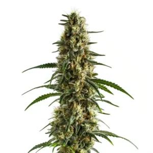 Clementine – Blimburn Seeds