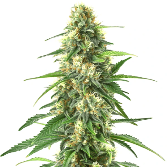 Colombian Gold Auto – Blimburn Seeds