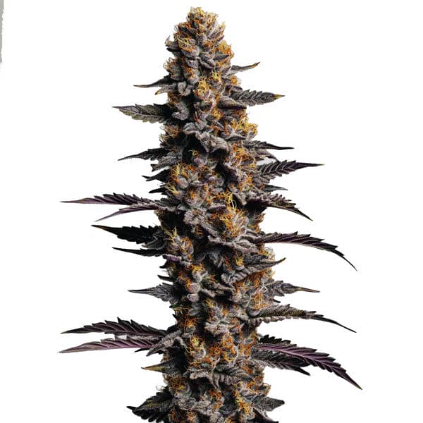 Cookies and Cream Auto – Blimburn Seeds
