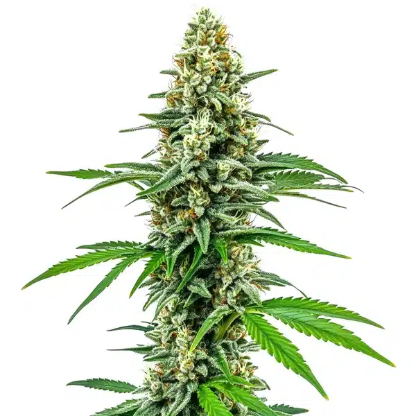 Cookies and Cream – Blimburn Seeds
