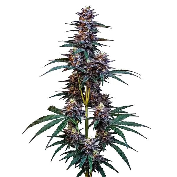 Cookies x Berry Auto – Blimburn Seeds