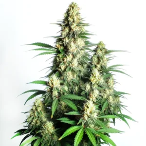 Cream Candy Auto – Blimburn Seeds