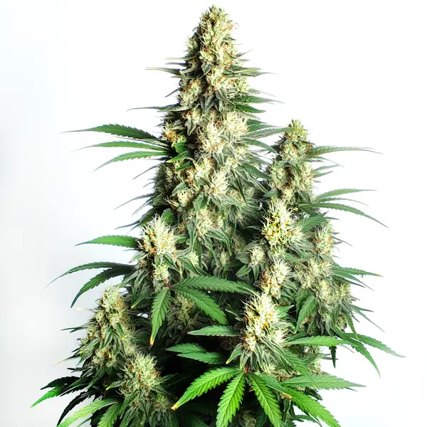 Cream Candy Auto – Blimburn Seeds
