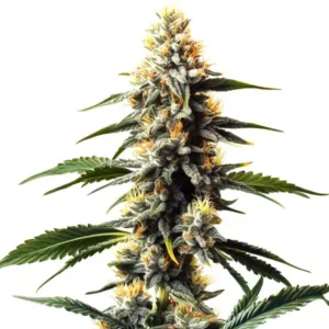 Critic Boom – Blimburn Seeds