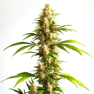 Critical 2.0 Auto – Blimburn Seeds