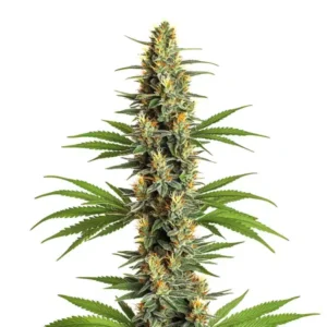 Critical 2.0 – Blimburn Seeds