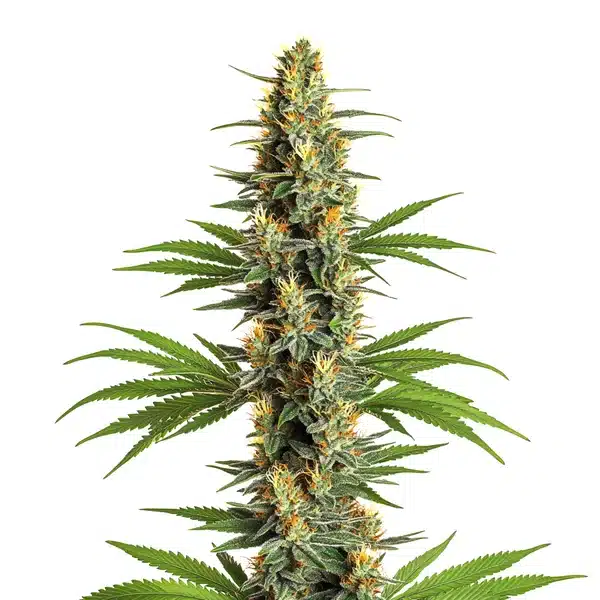 Critical 2.0 – Blimburn Seeds