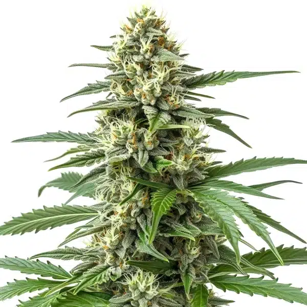 Critical 47 F1 – Blimburn Seeds