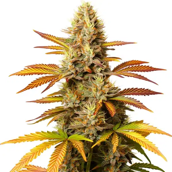 Critical Banana – Blimburn Seeds