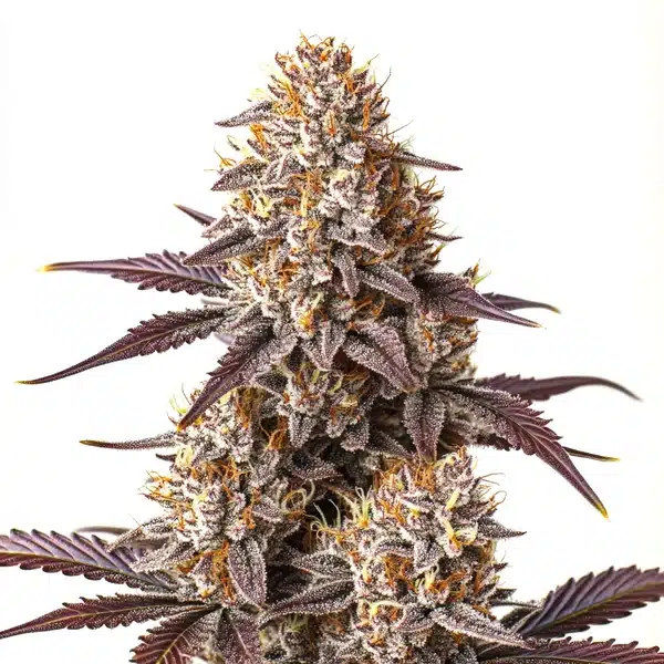 Critical Bilbo Auto – Blimburn Seeds