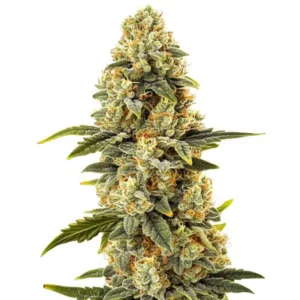 Critical Bilbo Fast Version – Blimburn Seeds