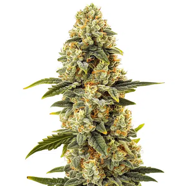 Critical Bilbo Fast Version – Blimburn Seeds