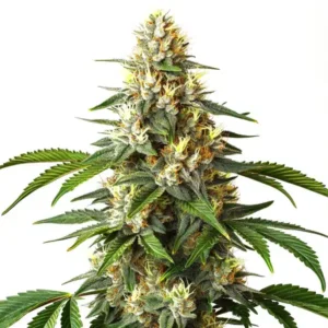 Critical Blue – Blimburn Seeds