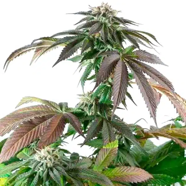 Critical Bubba Kush – Blimburn Seeds