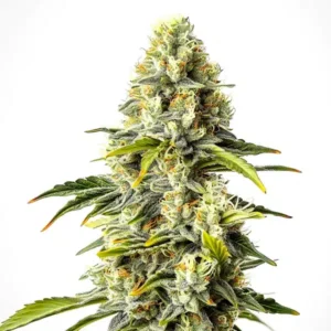 Critical Cheese Auto – Blimburn Seeds
