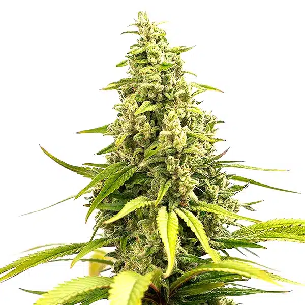 Critical Cream Caramel Auto – Blimburn Seeds
