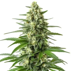 Critical F1 – Blimburn Seeds