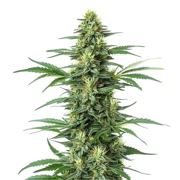Critical Jack – Blimburn Seeds