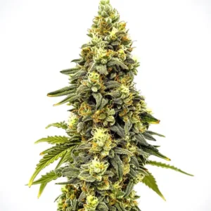 Critical Jack Auto – Blimburn Seeds