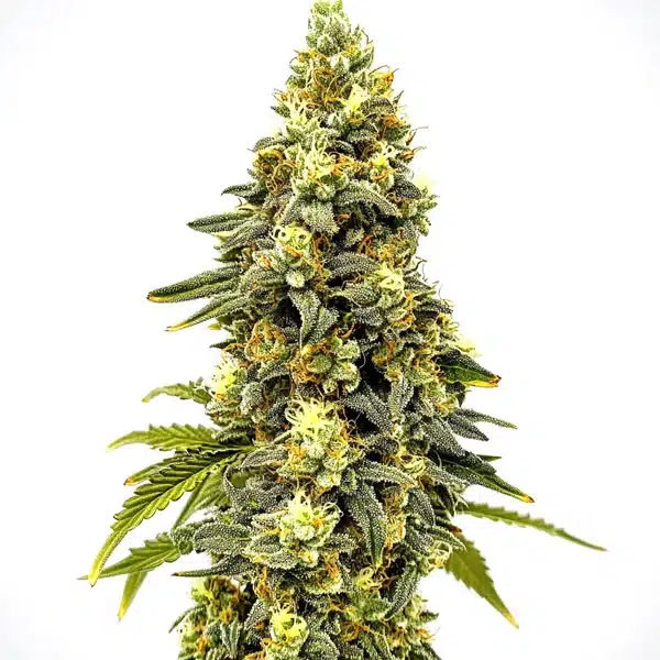 Critical Jack Auto – Blimburn Seeds