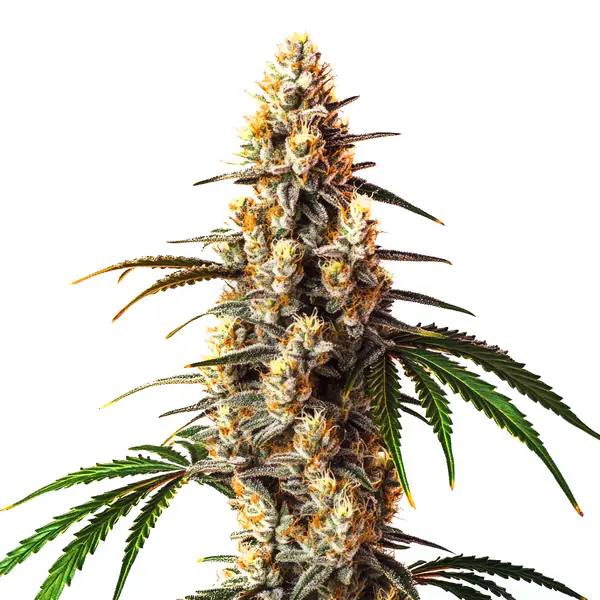 Critical Kush – Blimburn Seeds