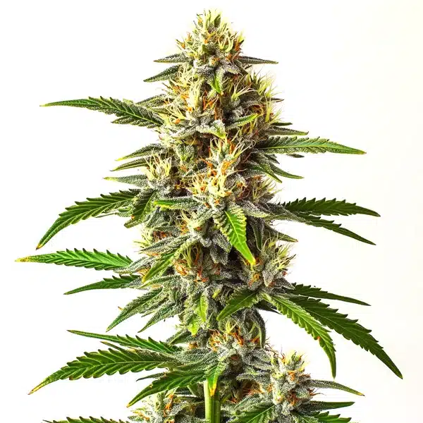 Critical Mass Auto – Blimburn Seeds