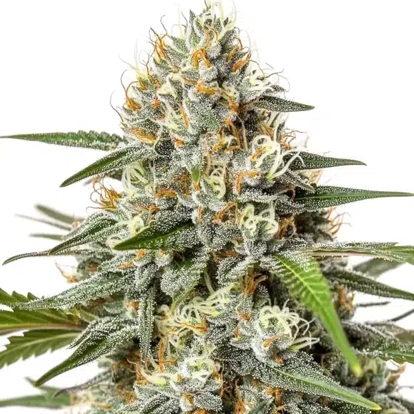 Critical Nicky Kush – Blimburn Seeds