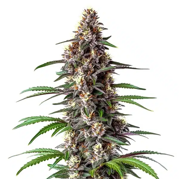 Critical Purple Auto – Blimburn Seeds