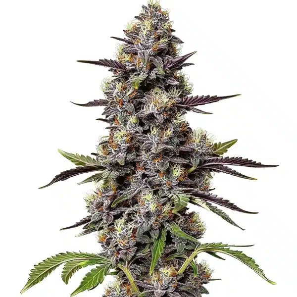 Critical Purple Kush – Blimburn Seeds