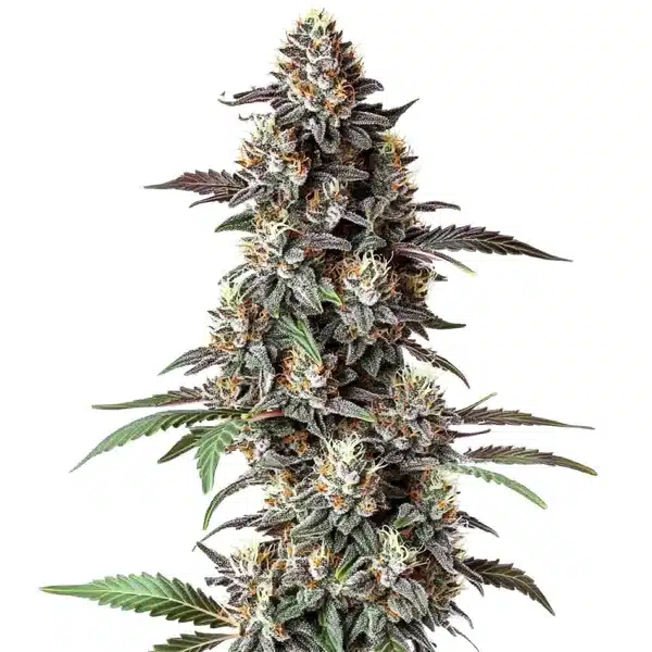 Critical Purple Regular – Blimburn Seeds