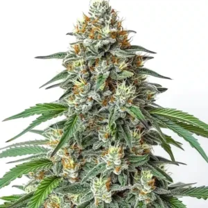 Critical Regular – Blimburn Seeds
