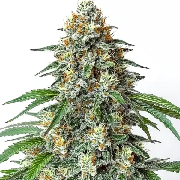 Critical Regular – Blimburn Seeds