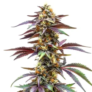 Critical Sunset Auto – Blimburn Seeds