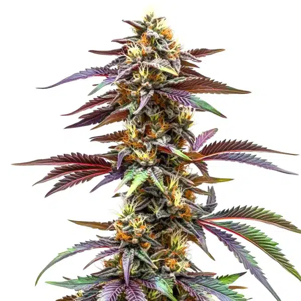 Critical Sunset Auto – Blimburn Seeds