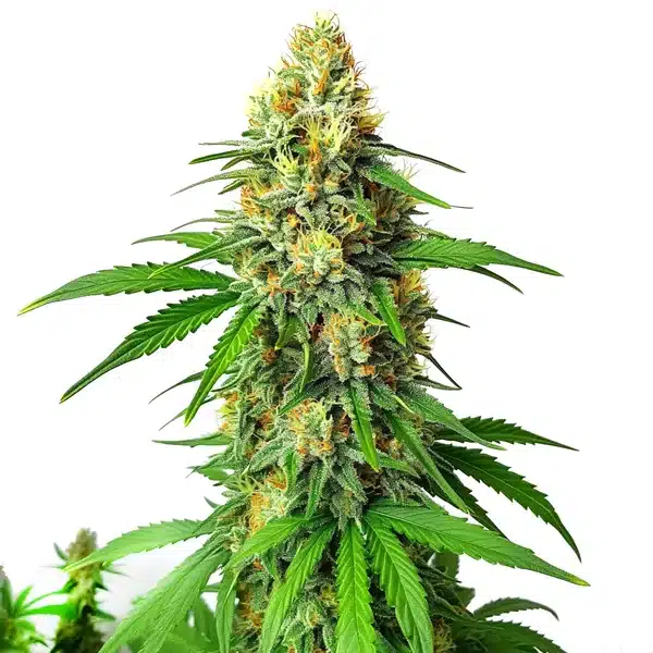 Critical x AK47 Auto – Blimburn Seeds
