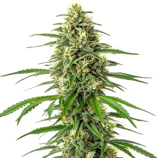 Critical x Amnesia – Blimburn Seeds