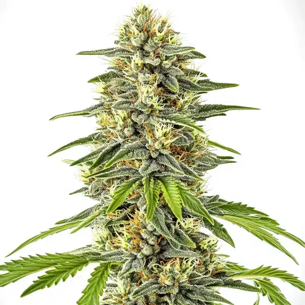 Critical x Cheese Candy – Blimburn Seeds