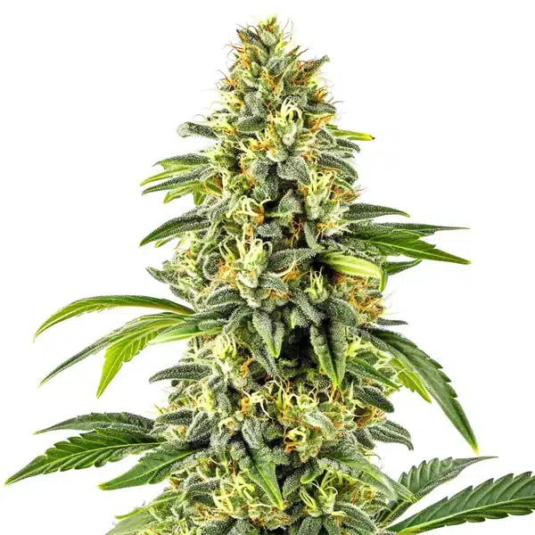 Critical x Cheese Candy Regular – Blimburn Seeds