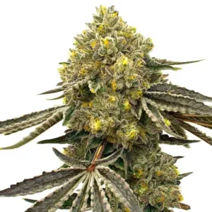 Critical Fast Bud Auto – Blimburn Seeds