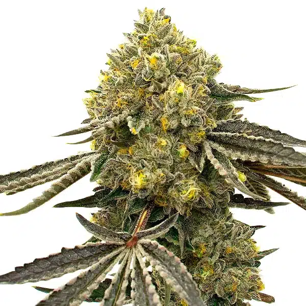 Critical Fast Bud Auto – Blimburn Seeds