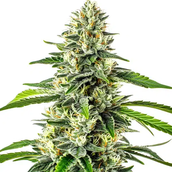 Critical x No Name Auto – Blimburn Seeds
