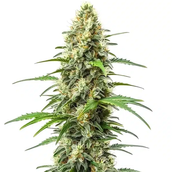 Critical x Somango – Blimburn Seeds