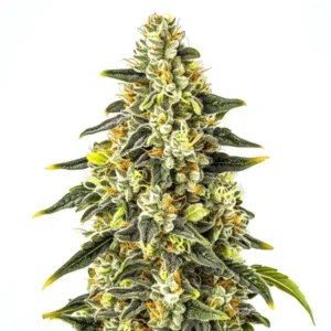 Crystal – Blimburn Seeds