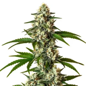 Crystal Candy Auto – Blimburn Seeds