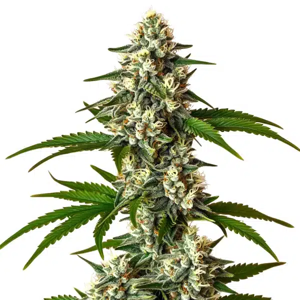 Crystal Candy Auto – Blimburn Seeds